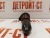 Форсунка Cummins 3071497 (3079946, 4914328, 3054233, 3054218, 3064457, 3018566) – Запчасти Cummins фото (Форсунки) Форсунка Cummins 3071497 (3079946, 4914328, 3054233, 3054218, 3064457, 3018566) фото запчасти