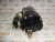 Стартер Caterpillar 3116 207-1541 (LE6633N, TT15174) фото запчасти