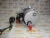 Стартер Cummins QSM/ISM/M-11 2871256 (STD4334MH, TT16208, TT16011, TT16207, TT16014, 2071564, 88-02079-SX, 6819N, 5284084, 3103916, 3103305, 3102920, 5267809) – Запчасти Cummins фото (Стартеры и генераторы) Стартер Cummins QSM/ISM/M-11 2871256 (STD4334MH, TT16208, TT16011, TT16207, TT16014, 2071564, 88-02079-SX, 6819N, 5284084, 3103916, 3103305, 3102920, 5267809) фото запчасти